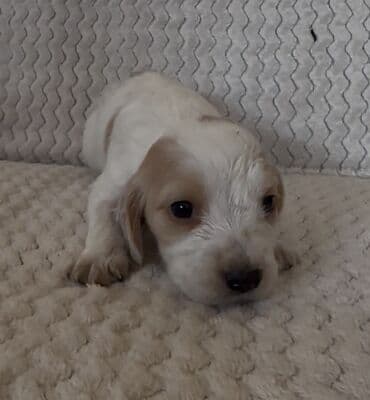 купить собаку объявления: Кокер-спаниель, 1 месяц, Самец — 4