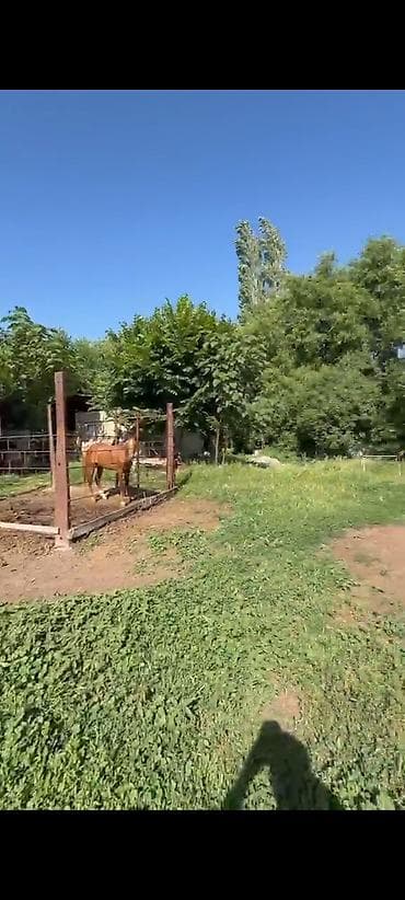 митсубиси степ вагон: А селе Чалдыбар продаётся большой участок 20 соток с хоз пристройками — 7