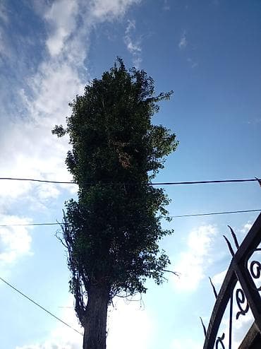 Высокорослое дерево вдоль забора - Порода: тополь (пирамидальной