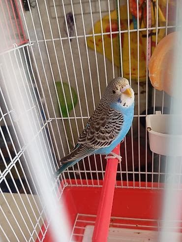 Продаётся попугайчик, мальчик 🦜 Вместе с клеткой. Активный и красивый