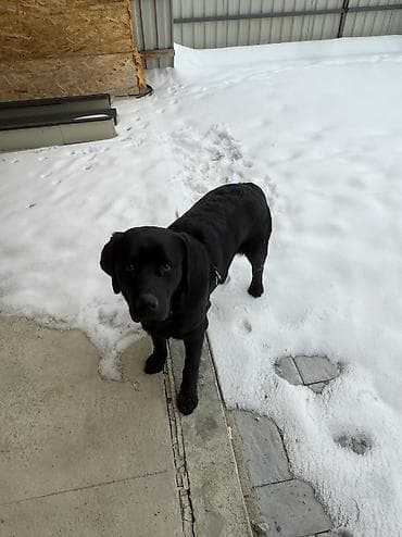 мопс щенок цена: Лабрадор-ретривер, 7 месяцев, Самец, С прививкой, С родословной — 7