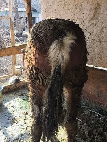 корм для домашних животных: Продаю | Жеребец | На забой | Мерин — 4