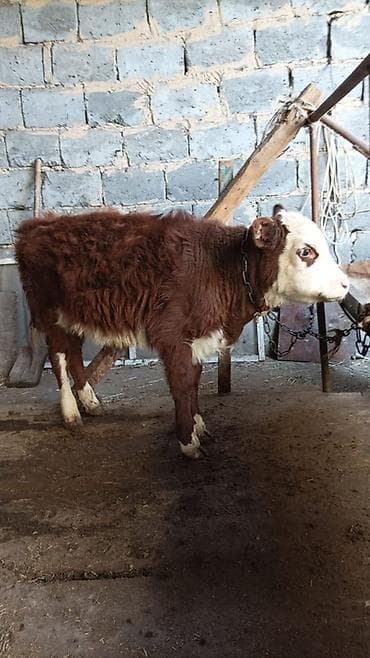 Услуги ветеринара: Продаю | Бык (самец) | Симментальская | На откорм | Привязанные — 2