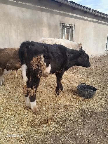 Кемирүүчүлөр: Сатам | Бука (эркек) | Аргын | Бордоп семиртүү үчүн — 1