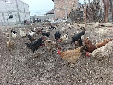 продаю телят: Продаю | Куры | Домашняя | Для разведения — 1