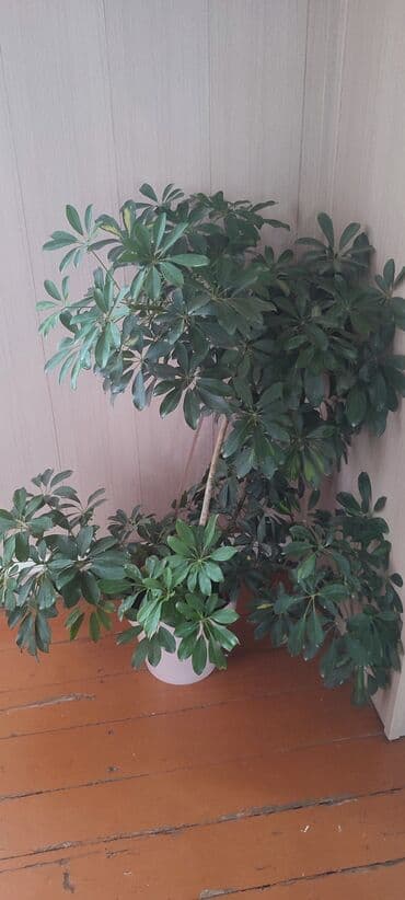 Продаю комнатный цветок Шефлера (Шеффлера). отлично подойдёт как для