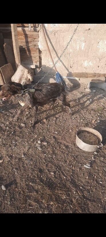 акустические системы dsp колонка в виде собак: Собака охотничьего типа на привязи. - Порода/тип: жесткошёрстная — 1