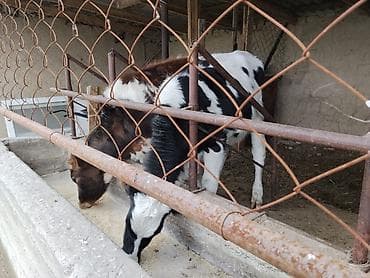 кыргыз довот ит: Сатам | Музоо | Аргын | Бордоп семиртүү үчүн | Байланган — 5