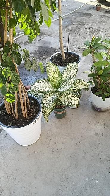 калатеи: Комнатные и уличные растения в горшках — коллекция - Кротон — 7