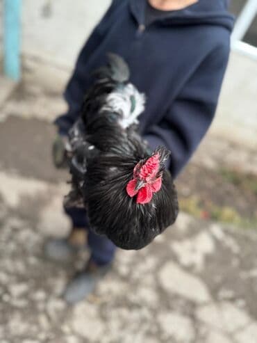 Proton: Продаю | Петух | Для разведения — 2