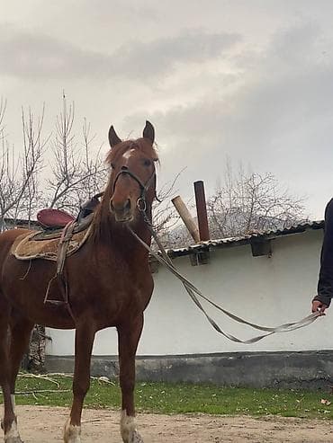 седло: Продаю | Конь (самец) | Рабочий | Мерин — 4