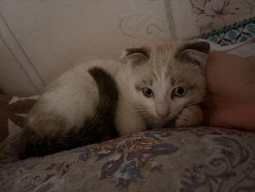 шотландский кот цена: Продается котенок вислоухий, 2 месяца, мальчик
1000 сом
срочноо — 1