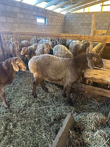 ячмень цена: Продаю | Баран (самец) | Полукровка, Арашан | На забой, Для разведения — 3