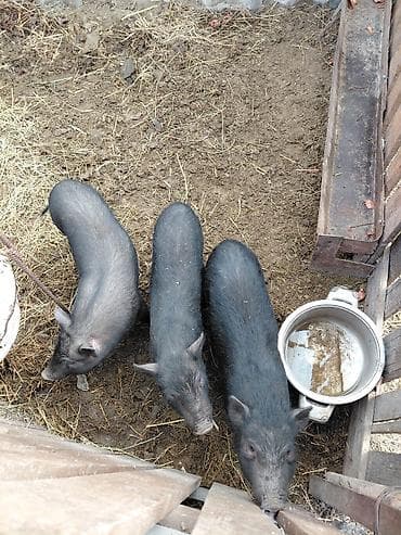 мини пиг: Продаю | Поросенок | Вьетнамская вислобрюхая | Для разведения — 4