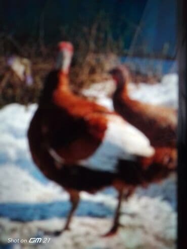 узи для животных цена: Продаю | Индюк (самец) | Для разведения — 1