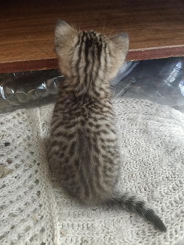 кошка пушистая: Котята, короткошёрстные, домашние. Тигровый (мальчик и девочка) — 3