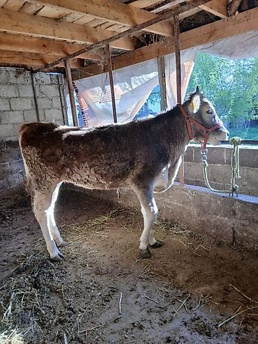 меренос козу: Продаю | Тёлка | Швицкая | Для молока | Привязанные — 2