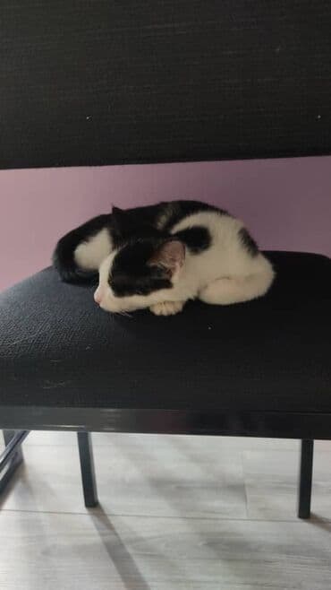 новорожденный котенок: Мышык бекер берилет: Породасыз, 1 айлык, Эркек, Лотокко барууга үйрөтүлгөн, Курттардан тазаланган — 8