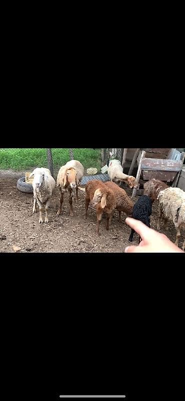 хайленд страйт цена: Продаю | Овца (самка), Ягненок | Полукровка | На забой, Для разведения, Для шерсти | Матка, Ярка, Ягнившаяся — 8