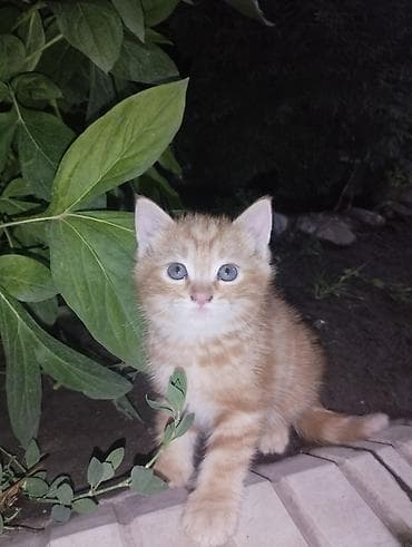Котята, домашние. В помёте два малыша: мама шотландская вислоухая