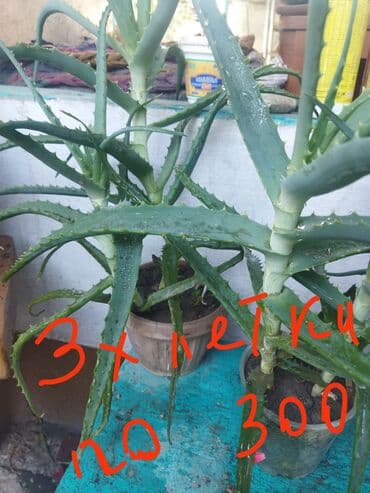 фикус али: Домашние комнатные растения — черенки и молодые кустики В — 13