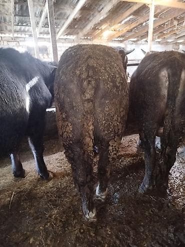 ящик для документов: Продаю | Бык (самец) | На откорм | Привязанные — 7