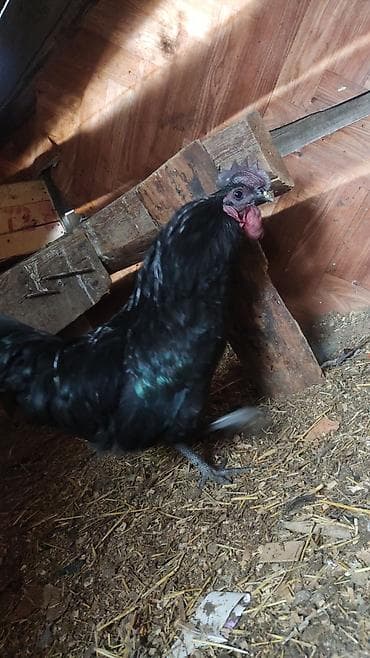 клетки для перепел: Продаю | Петух, Куры — 1