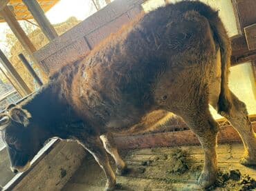 дом для животных: Продаю | Тёлка | Для разведения | Отела не было — 4