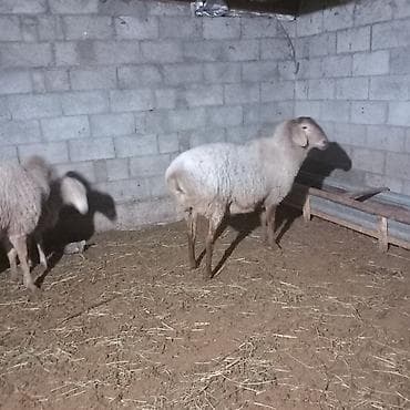 Услуги ветеринара: Продаю | Овца (самка) | Для разведения | Матка — 1