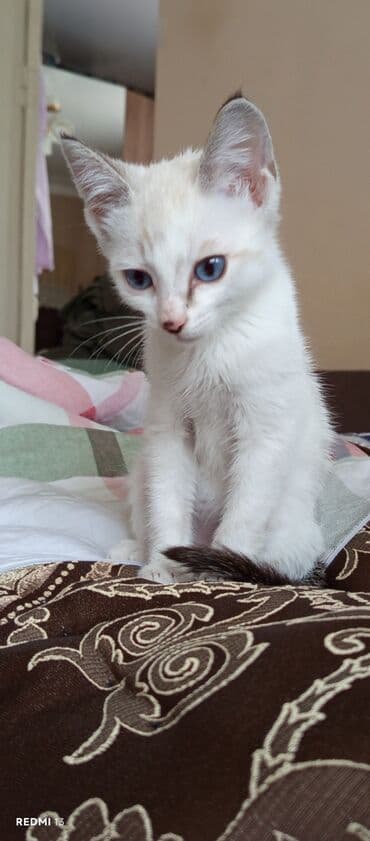 carters для мальчика: Кошка даром: Беспородная, 2 месяца, Мальчик, Приучена к лотку, Метис — 3