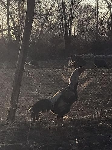 Продаю | Петух | Дакан