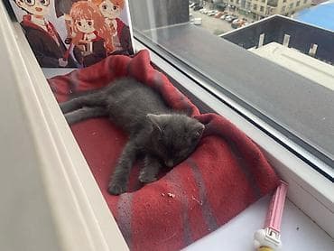 кошки: Кошка даром: Беспородная, 2 месяца, Мальчик, Приучена к лотку — 3
