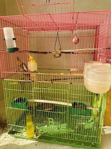 сколько стоят говорящие попугаи: Продаю попугаев пара желтый самец зеленная самка пара уже выводили — 4