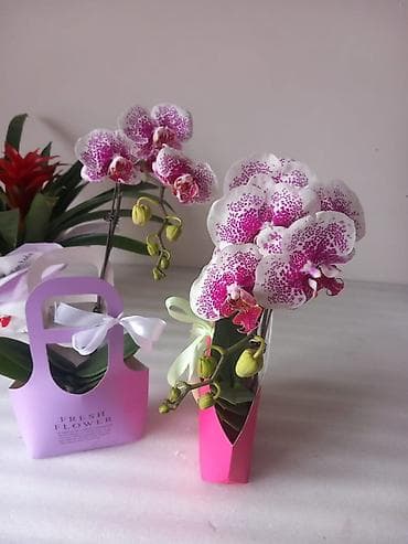 Монстерлер: Бала карап чогу жашаганы 1 кыз керек. Жата кана тамак ашы бекер — 1