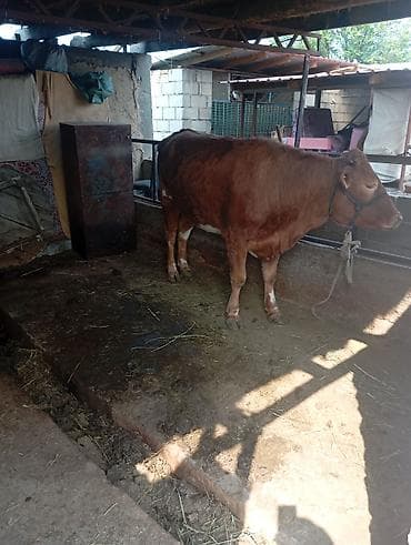 милые животные: Продаю | Тёлка | Для разведения | Нетель — 3