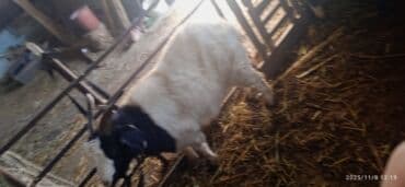 Трансформатор майы: Коза жирная на зарез и разведения — 3