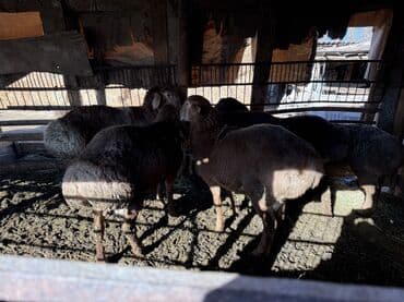 отдам в добрые руки собаку: Продаю | Баран (самец) | Арашан, Гиссарская — 1