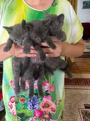 Котята серого и кремового окраса Страйки прямоухие 3000 тыс. (1 at lalafo.kg Котята серого и кремового окраса Страйки прямоухие 3000 тыс. (1