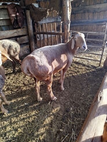 нашли кошку: Продаю | Овца (самка) | Для разведения | Матка — 8
