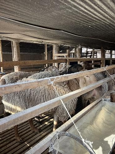 Ветеринар кызматы: Сатам | Бука (эркек) | Бордоп семиртүү үчүн | Байланган — 8