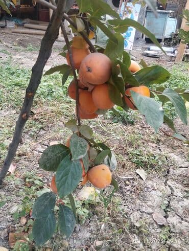 кел кел: Хурма с дерева - Сорт: крупноплодная сладкая хурма (без выраженной — 7