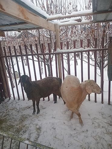 отдам бесплатно котенка: Продаю | Овца (самка) | Для разведения — 3