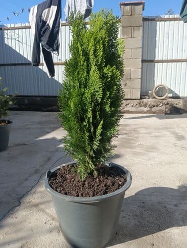 Саженцы деревьев: Туи at lalafo.kg Саженцы деревьев: Туи
