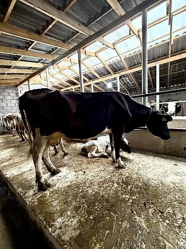 сухое молоко для животных: Продается корова, 3 месяца стельности, дает 10 литров молока — 1