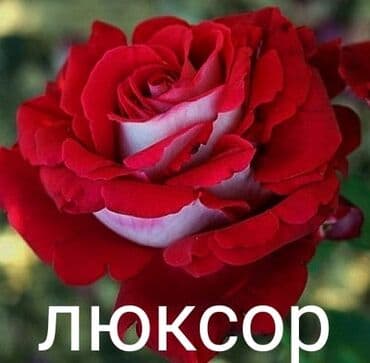 купить семена цветов в бишкеке: Рассада цветка: Розы — 1