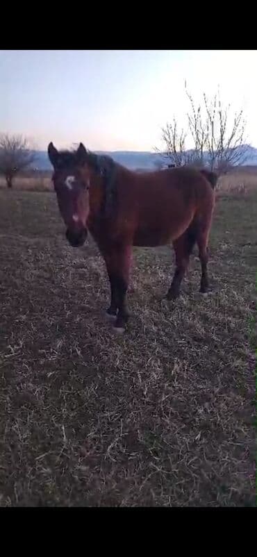 собака для охота: Продаю | Кобыла (самка) | Рабочий — 1