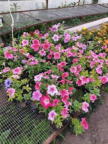 теплицы петуньи: Платная доставка — 7