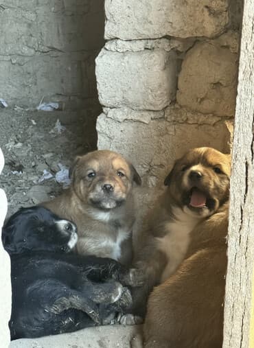 сколько стоит кролик домашний: 1 месяц, Самец — 2