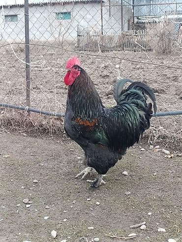 Куры, петухи: Продаю | Петух | Кохинхин | Для разведения — 5