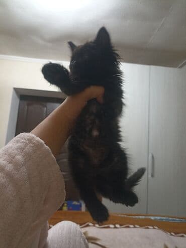 британская вислоухая кошка: Кошка даром: Беспородная, 2 месяца, Мальчик, Приучена к лотку — 2